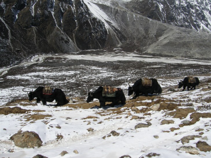 Dag 8 Jakar på väg