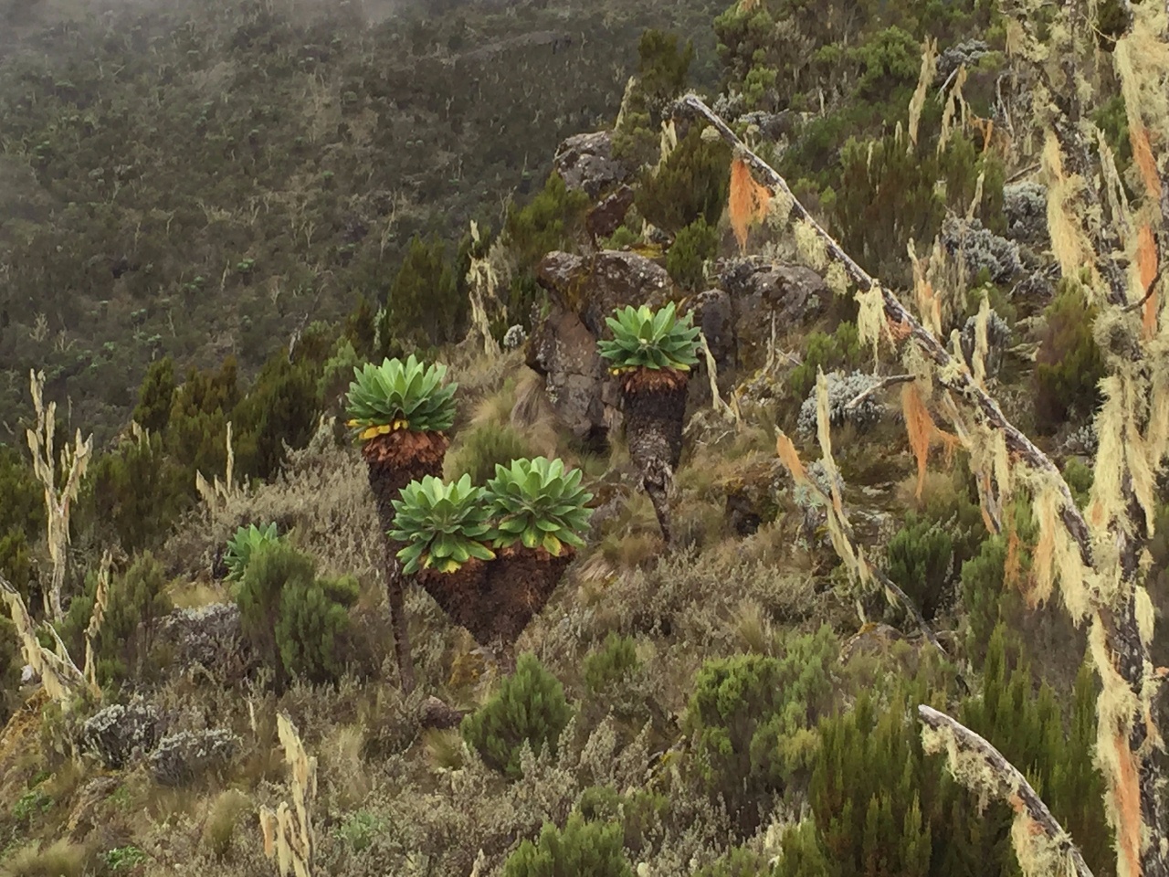 Kili Dag 2 Lustiga växter