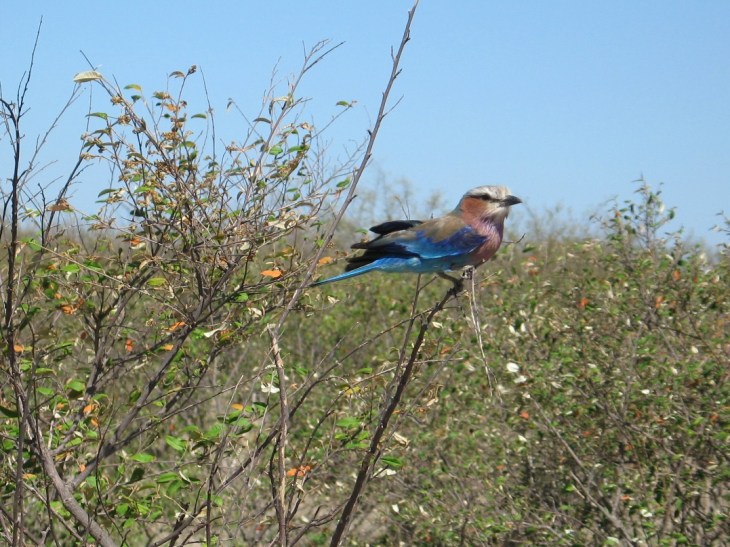 Lilac breasted roller