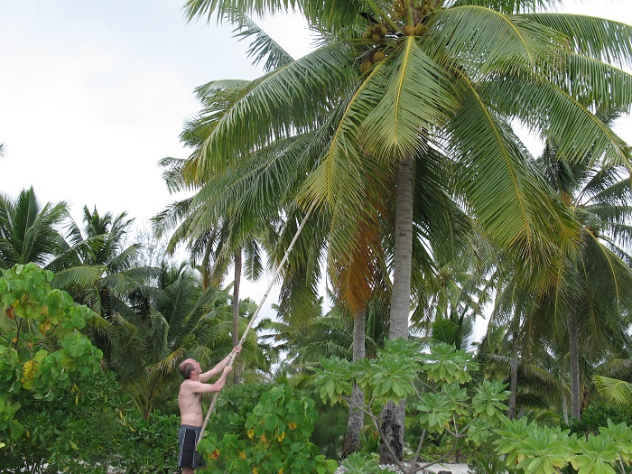 Cook Kokosnötsplock