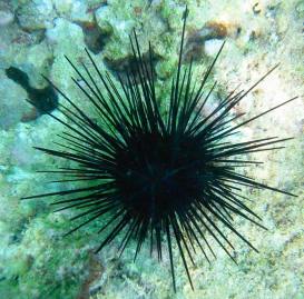 Guadeloupe Sjöborre